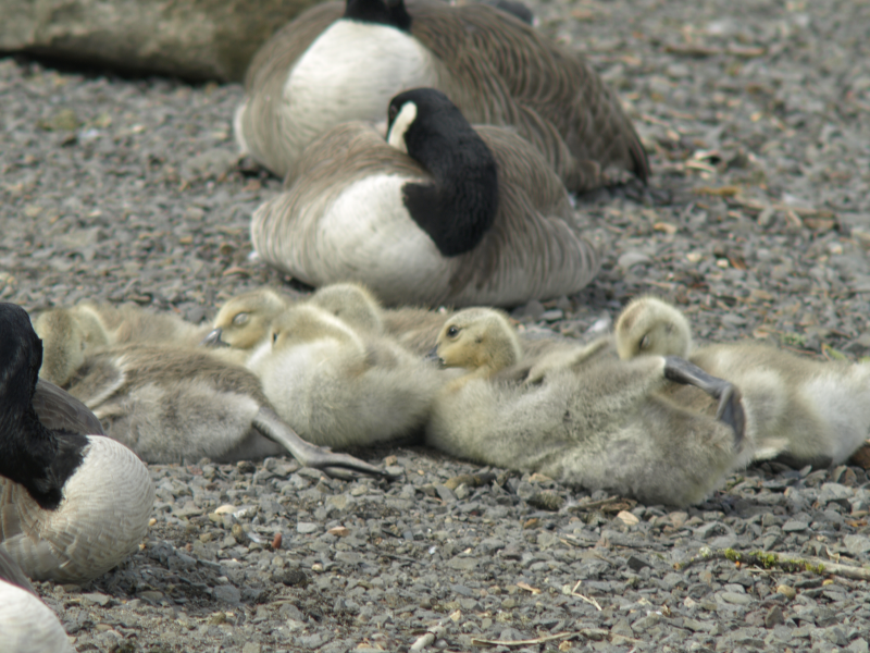 Canada Goose family with goslings, napping