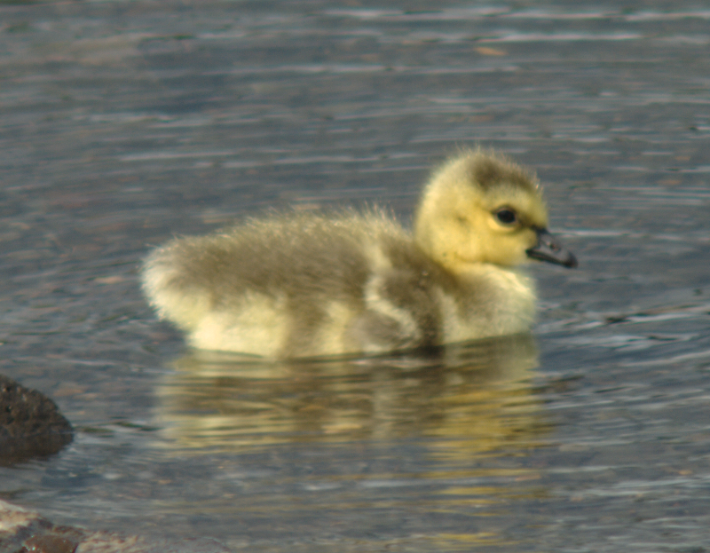 Canada Goose gosling