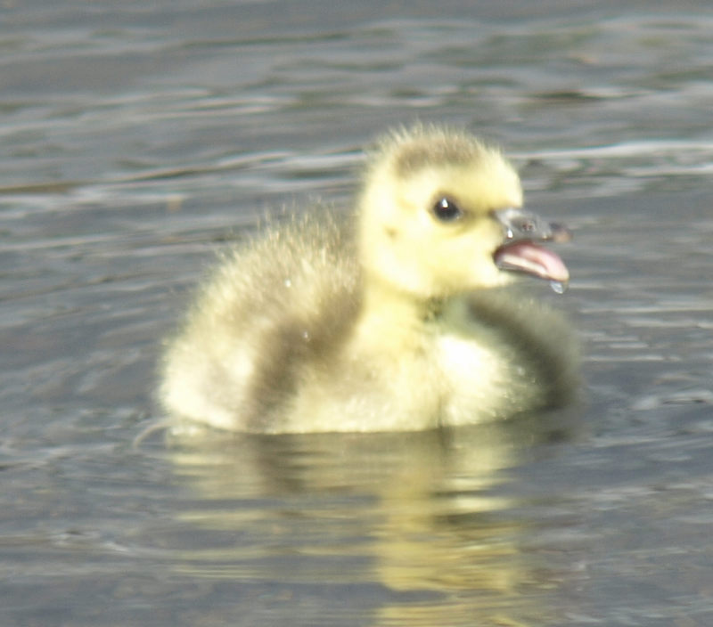 Canada Goose gosling, begging