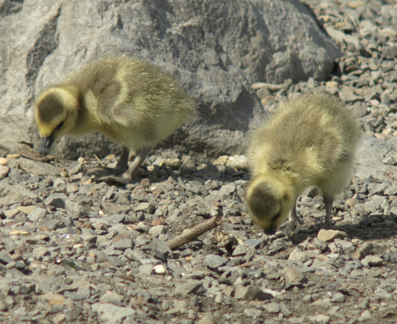 Canada Goose gosling