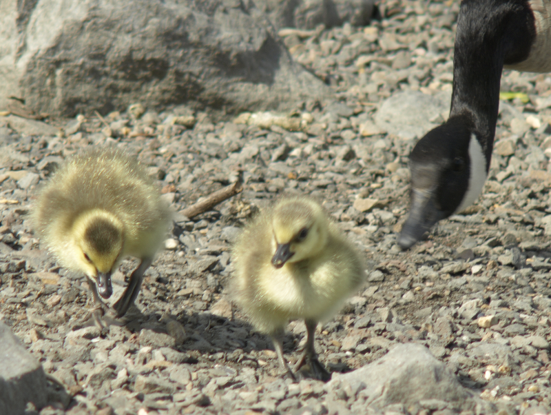 Canada Goose goslings, begging