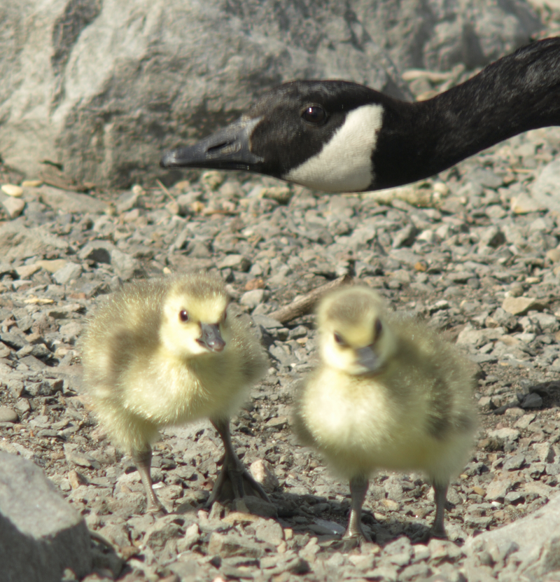 Canada Goose gosling