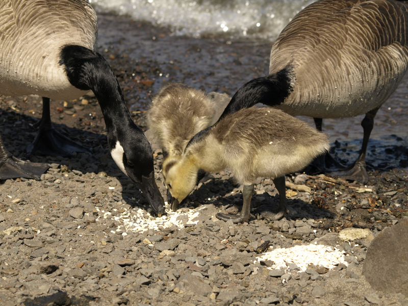 Canada Goose family, eating oatmeal