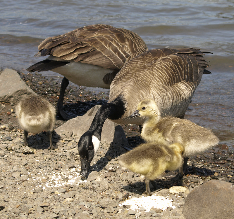Canada Goose family with goslings