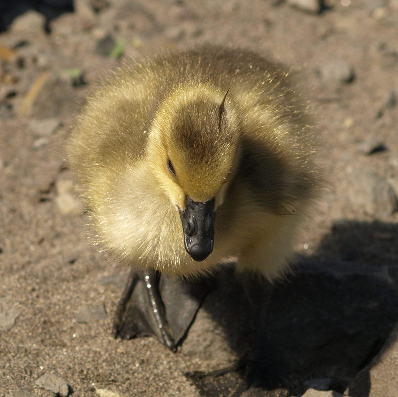 Canada Goose gosling