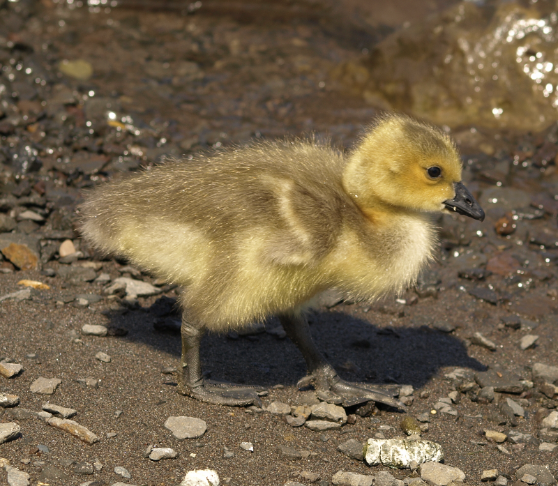 Canada Goose gosling