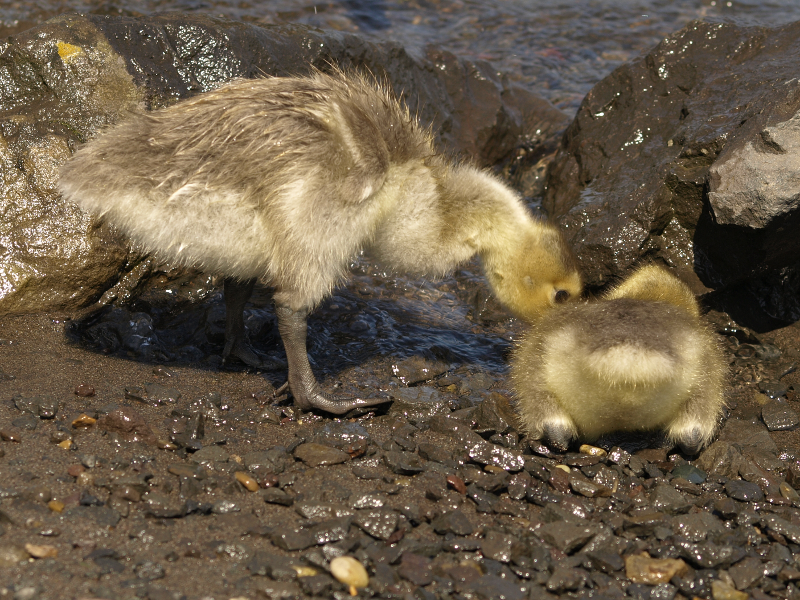 Canada Goose goslings at water