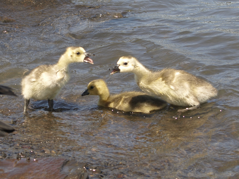 Canada Goose family with goslings