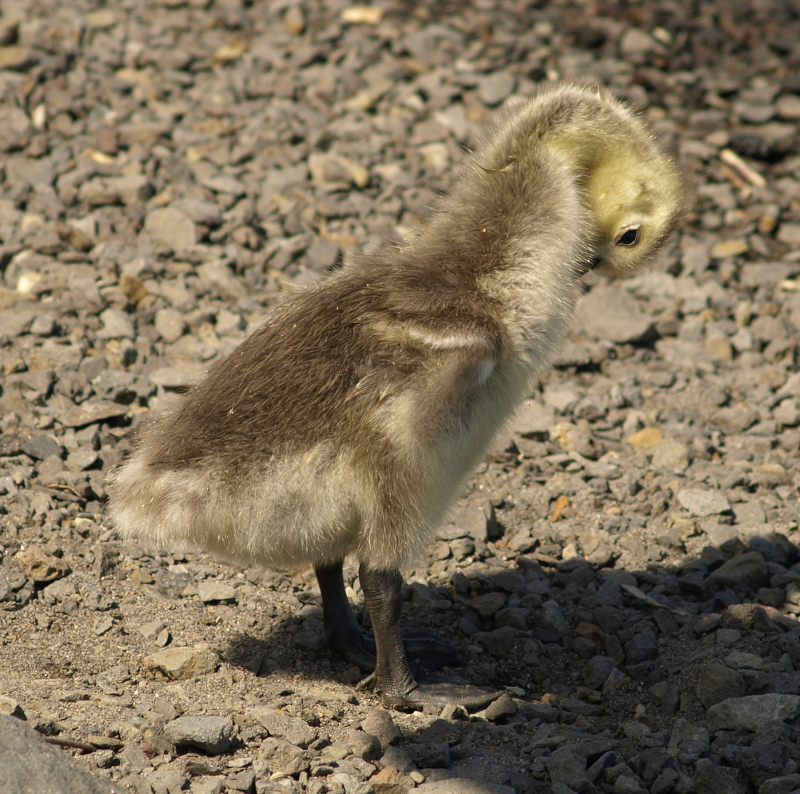 Canada Goose gosling