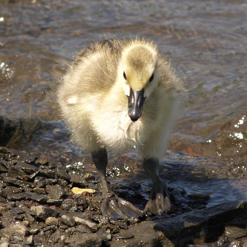 Canada Goose gosling
