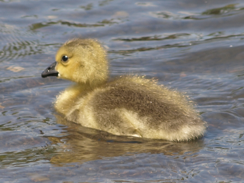 Canada Goose gosling