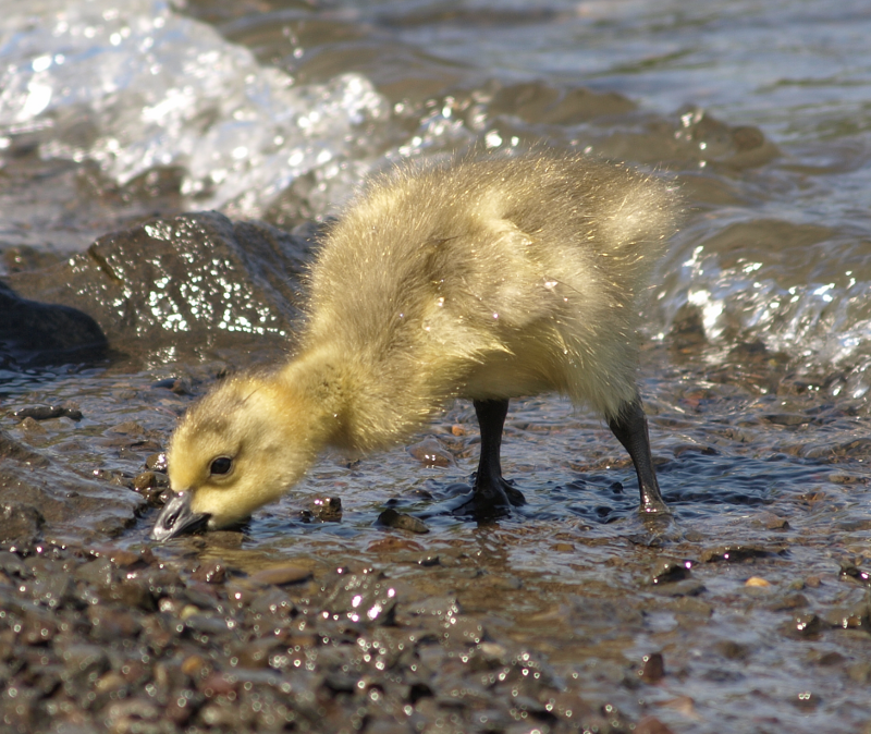 Canada Goose gosling