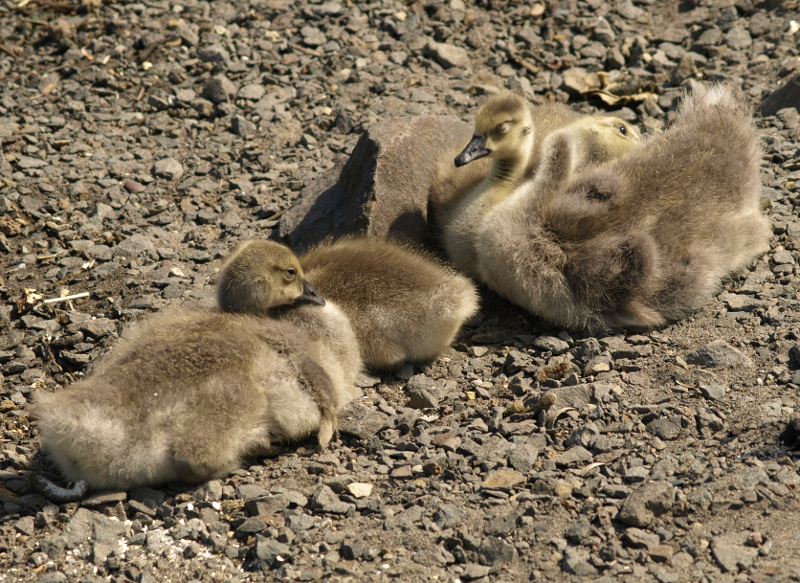 Canada Goose goslings