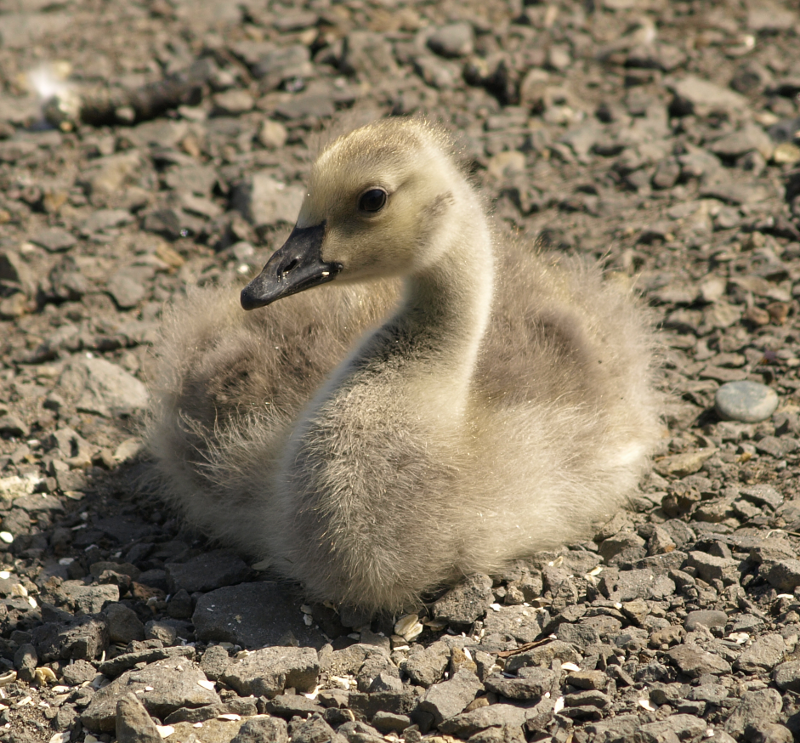 Canada Goose gosling