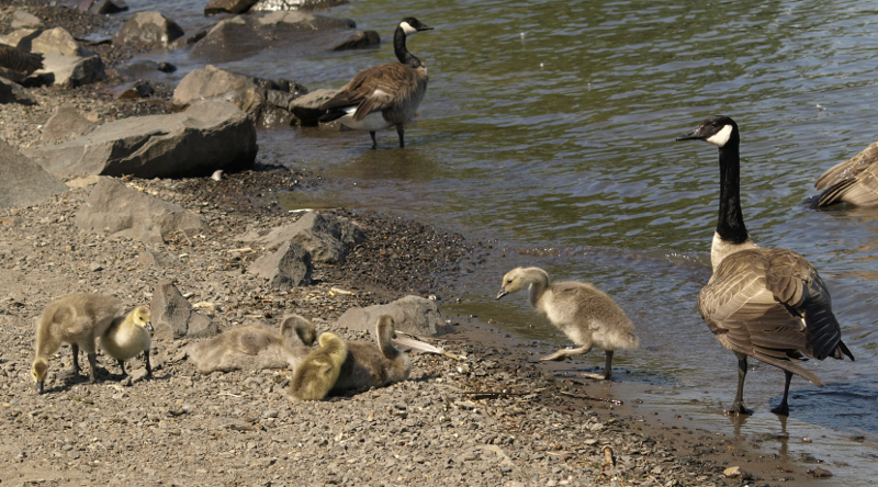 Canada Goose goslings