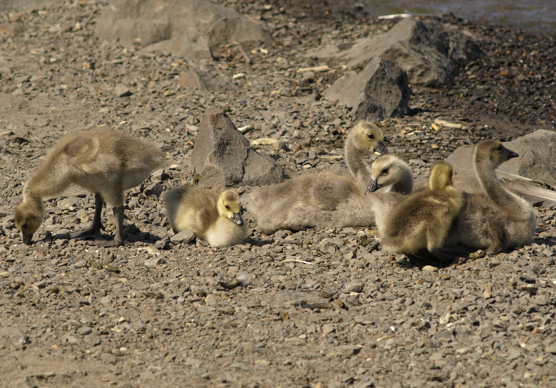 Canada Goose gosling