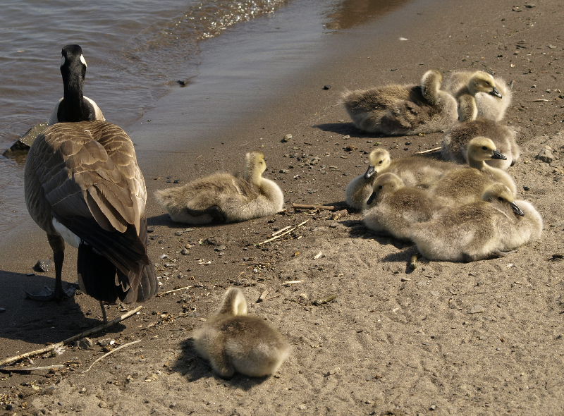 Canada Goose goslings