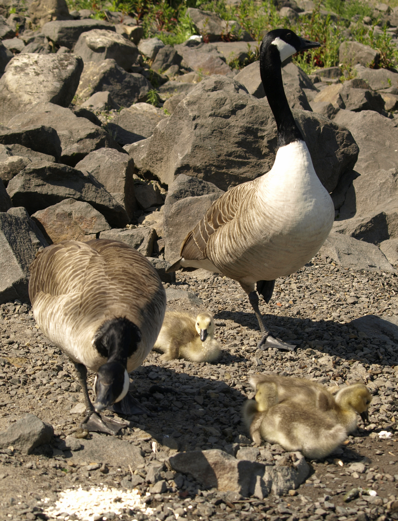 Canada Goose family with goslings