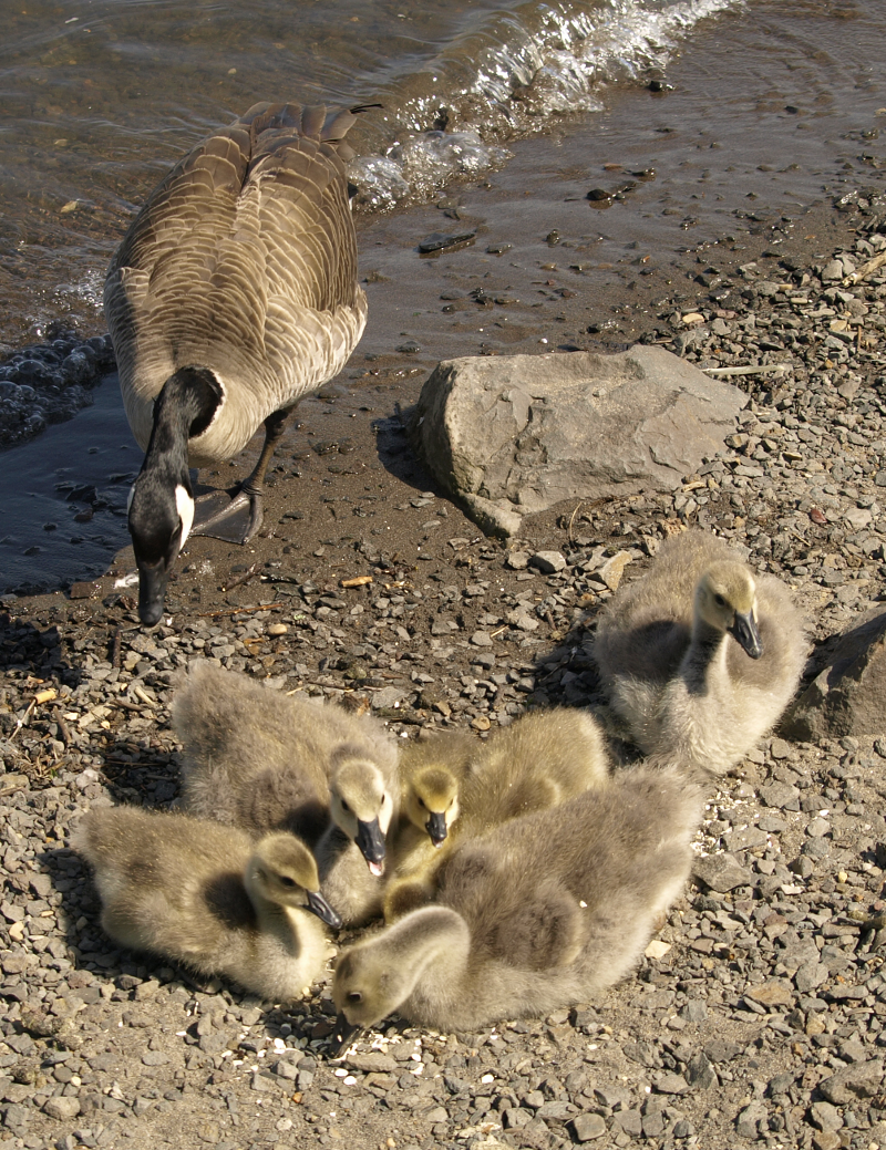 Canada Goose goslings