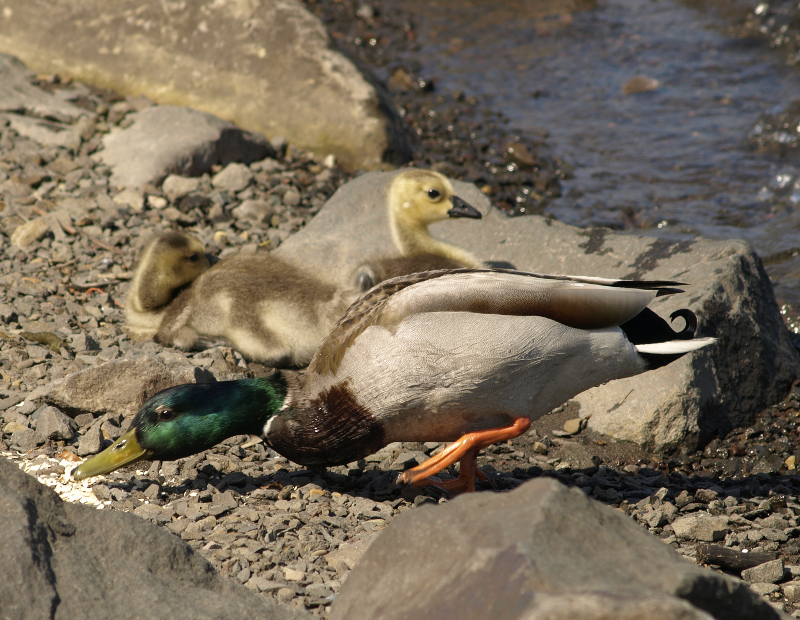 Mallard Duck scrounging