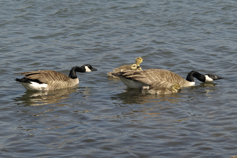 Canada Goose family with goslings