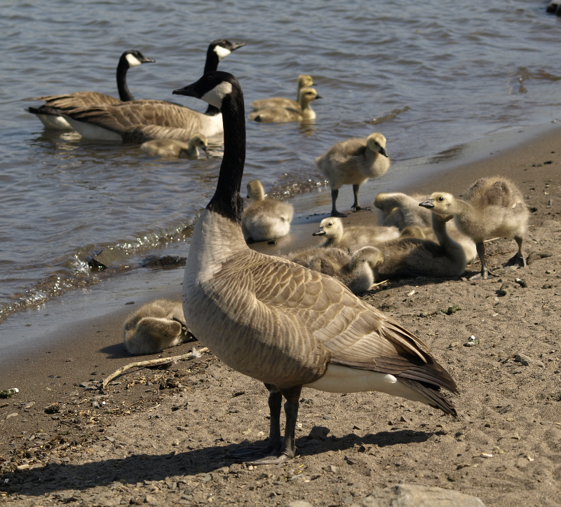 Canada Goose families with goslings