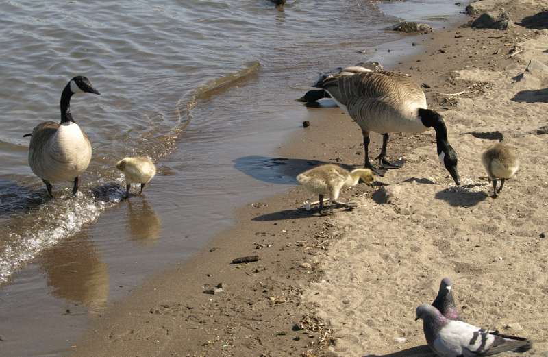 Canada Goose family with goslings
