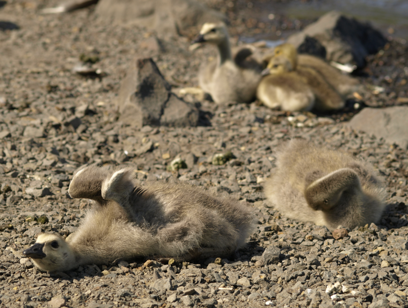gosling stretching