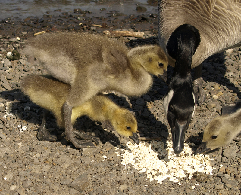 Canada Goose family with goslings