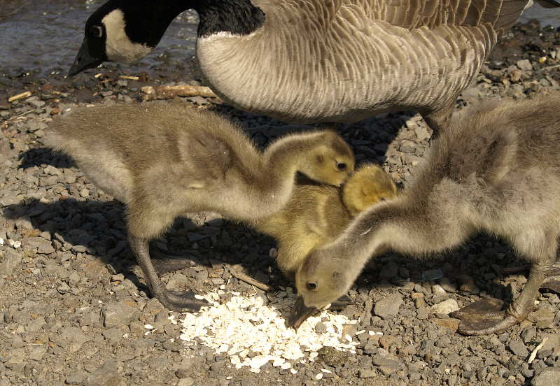 Canada Goose family with goslings