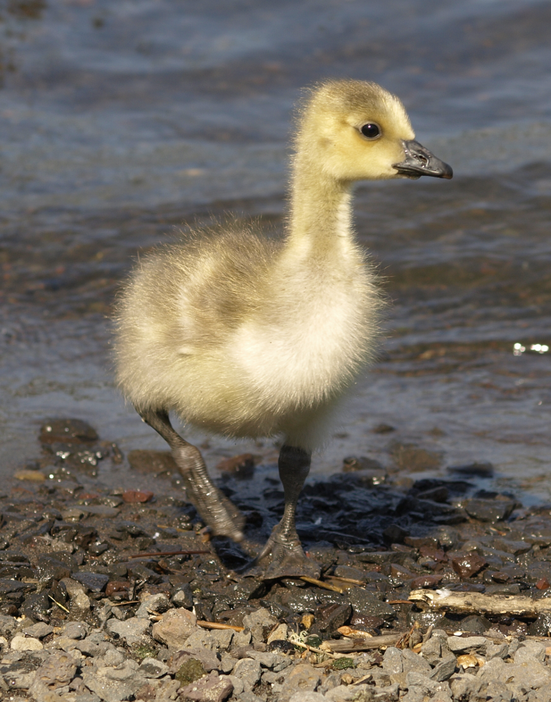 Canada Goose gosling