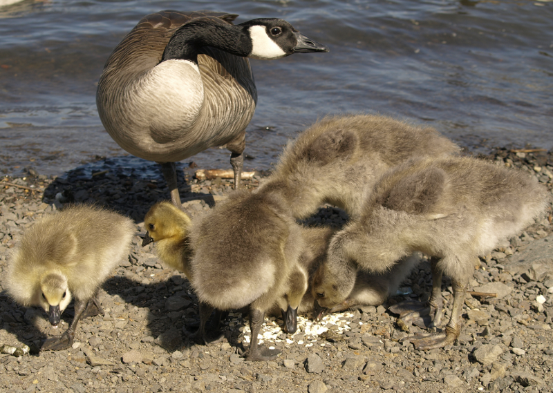 Canada Goose family with goslings