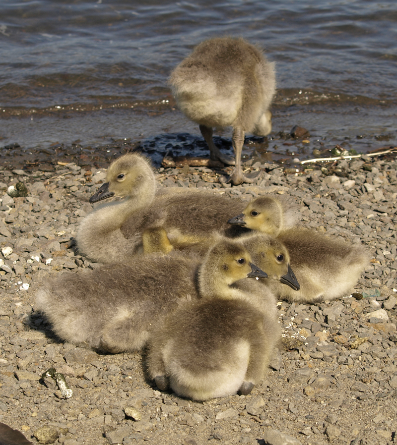 Canada Goose goslings