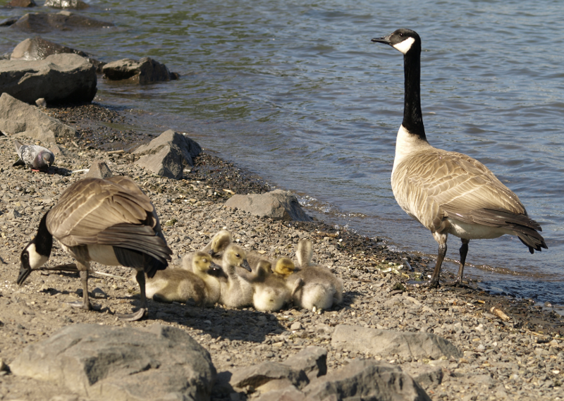 Canada Goose goslings