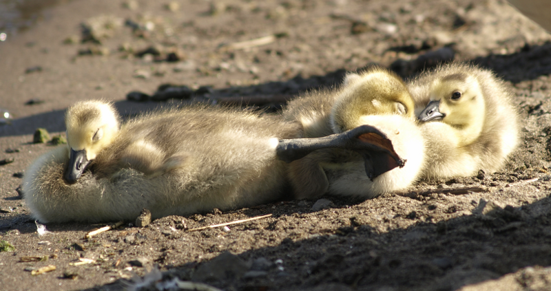 Canada Goose gosling, stretching