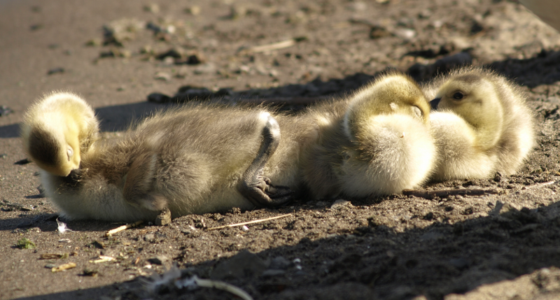 Canada Goose gosling, stretching