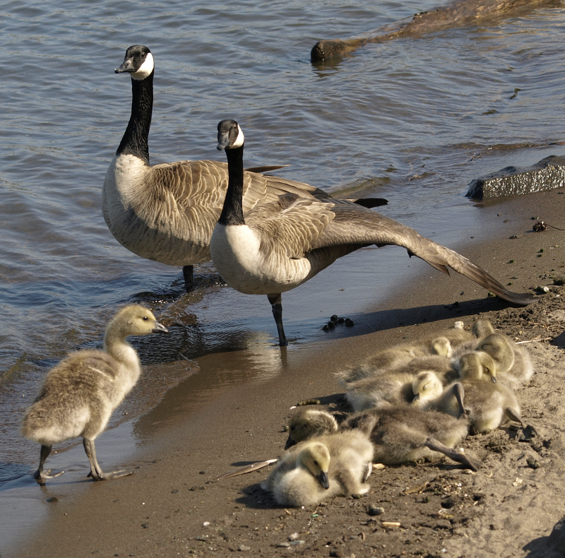 Canada Goose family, stretching