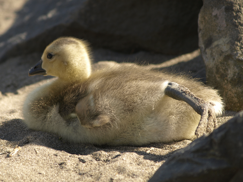 Canada Goose gosling, stretching