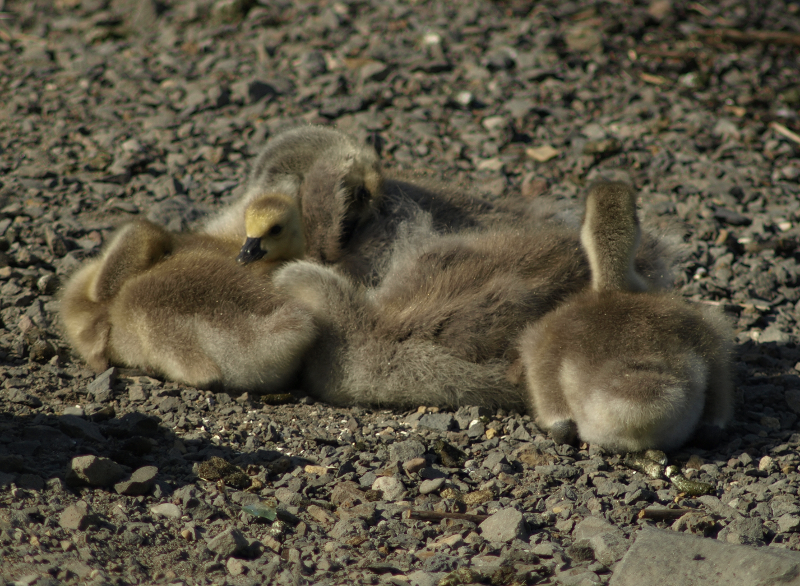 Canada Goose goslings