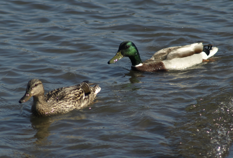 Mallard Ducks