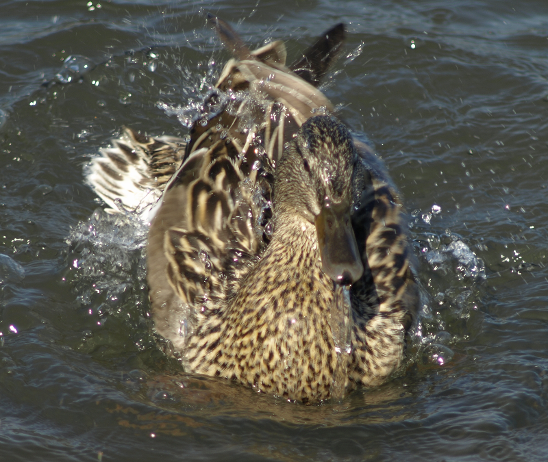 Mallard Duck bathing