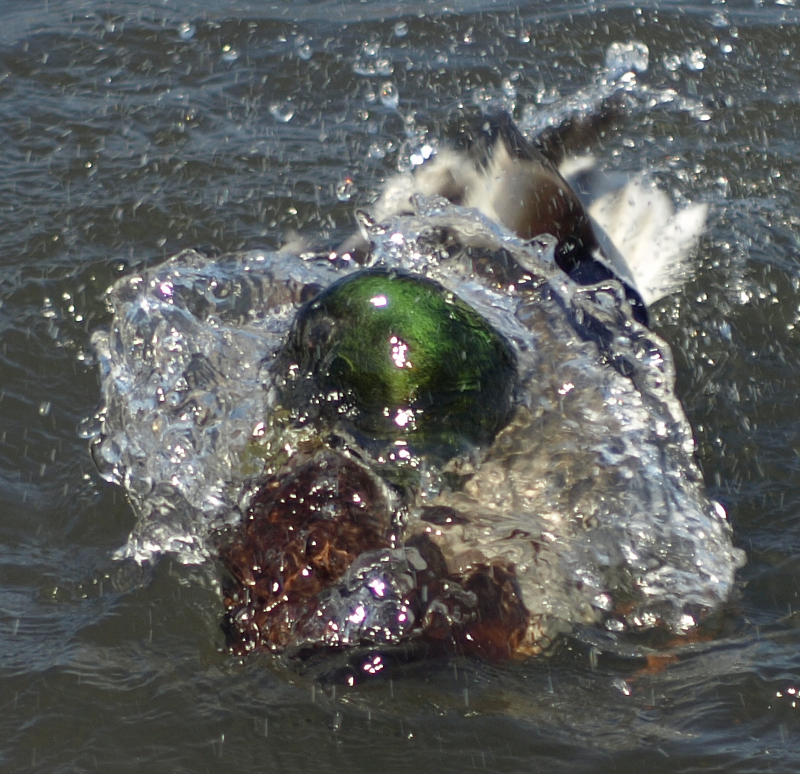 Mallard Drake bathing