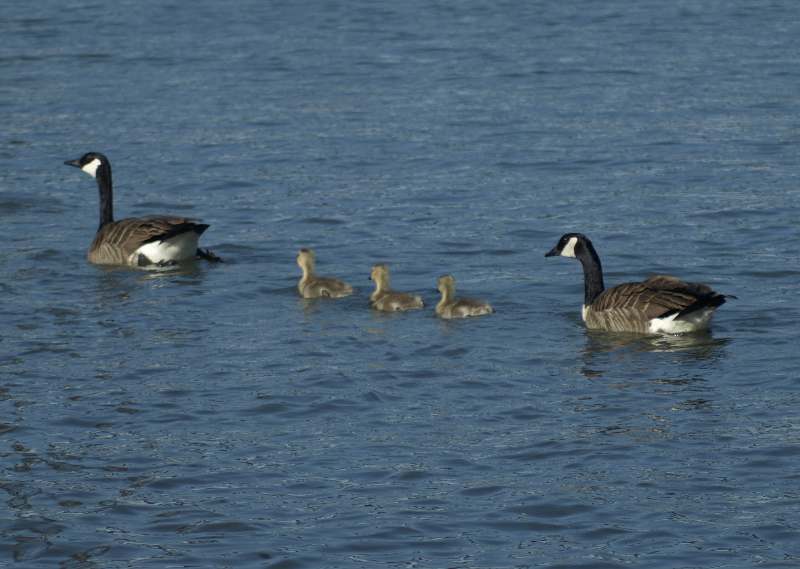 Canada Goose family