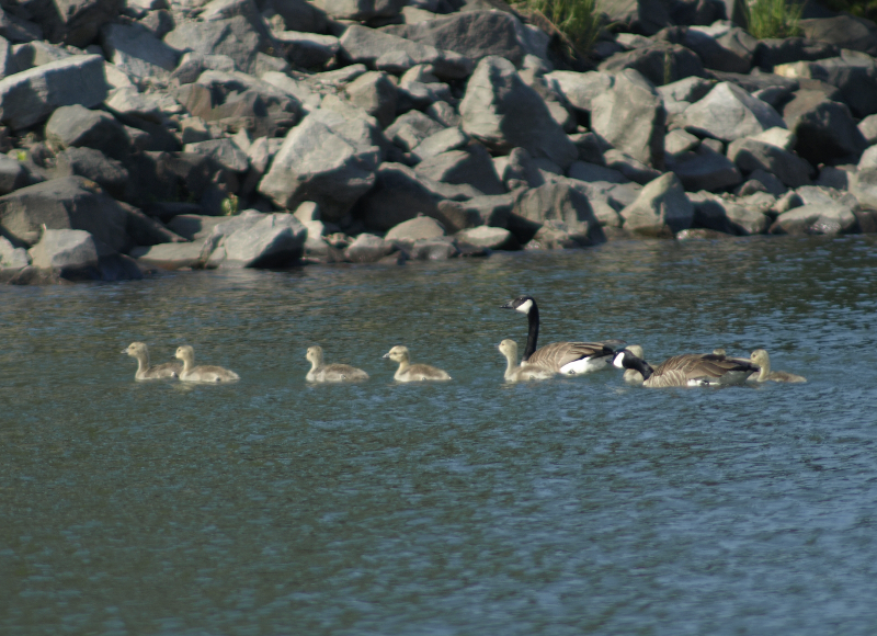 Canada Goose family