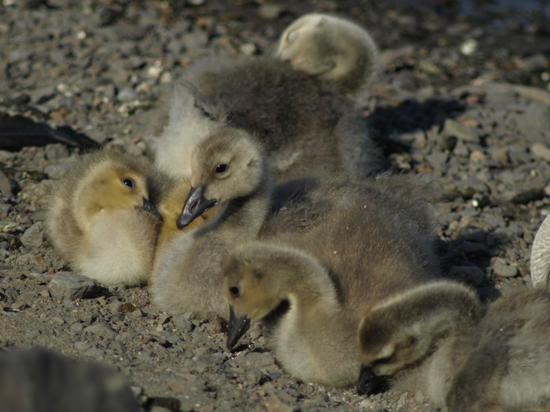 Canada Goose family