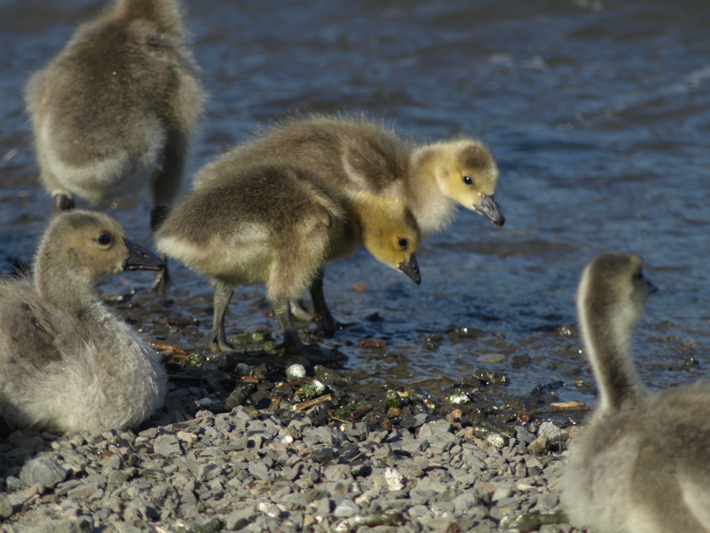 Canada Goose goslings