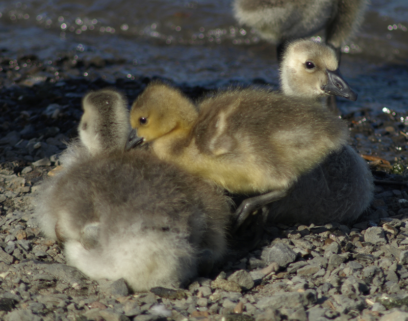 Canada Goose goslings