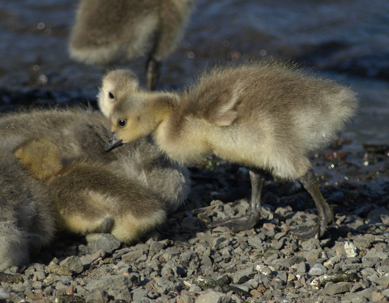 Canada Goose goslings