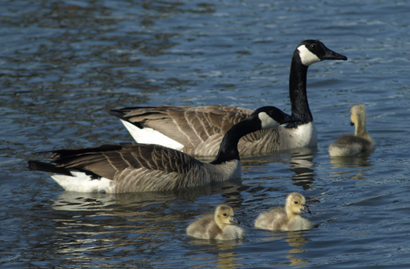 Canada Goose family with goslings