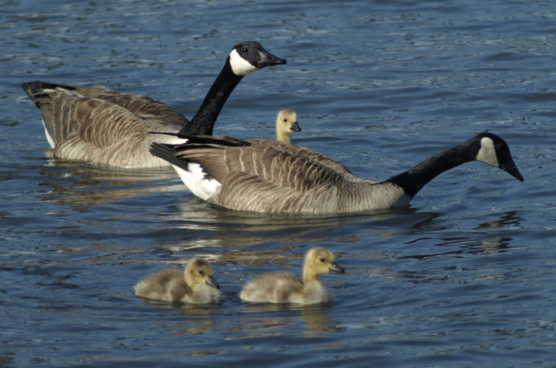 Canada Goose family